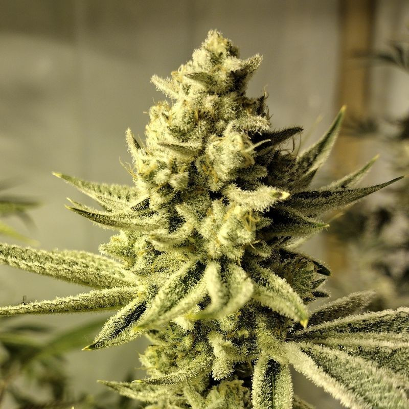 Chronical Auto - autoflowering Cannabissamen, Hanfsorte