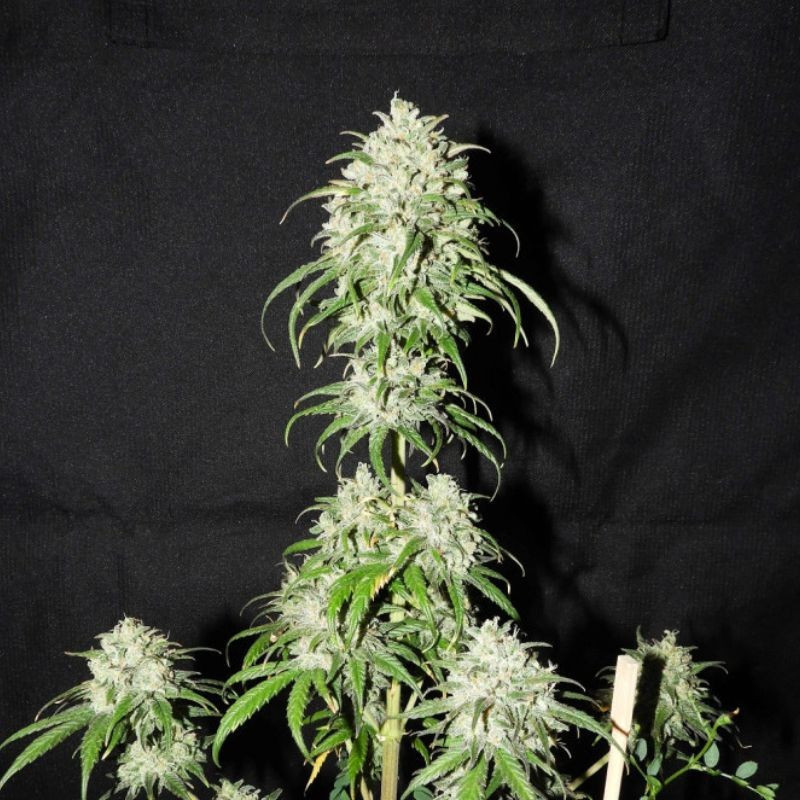 Devil's Kiss Auto - autoflowering Cannabissamen, Hanfsorte