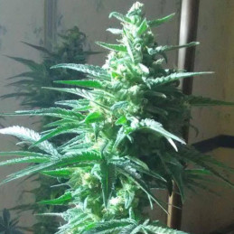 Critical Auto - autoflowering Cannabissamen, Hanfsorte