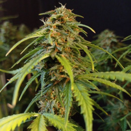 Gorilla Glue Auto - autoflowering Cannabissamen, Hanfsorte