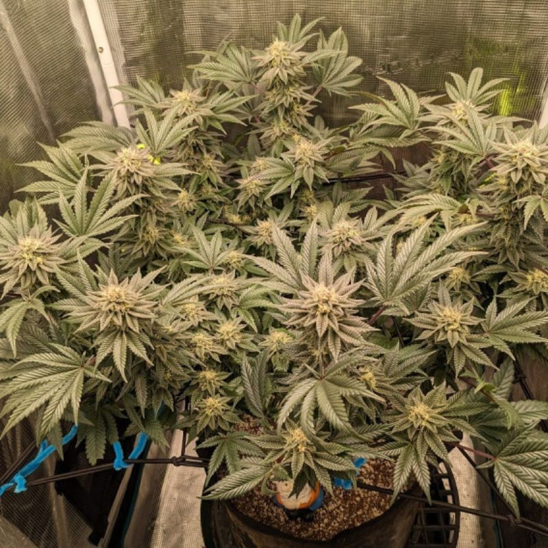 Great White Shark Auto - autoflowering Cannabissamen, Hanfsorte