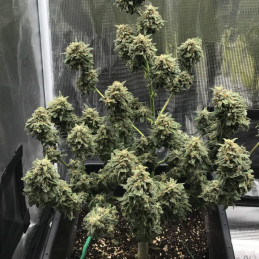 Kali Mist Auto - autoflowering Cannabissamen, Hanfsorte