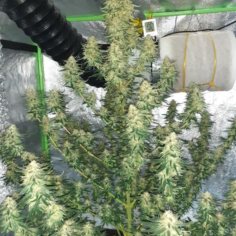 Hindu Kush Auto - autoflowering Cannabissamen, Hanfsorte