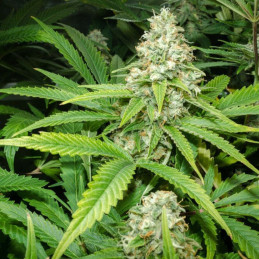 Green Skunk Auto - autoflowering Cannabissamen, Hanfsorte