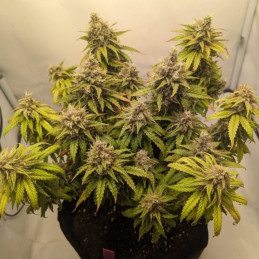 Mazar Auto - autoflowering Cannabissamen, Hanfsorte