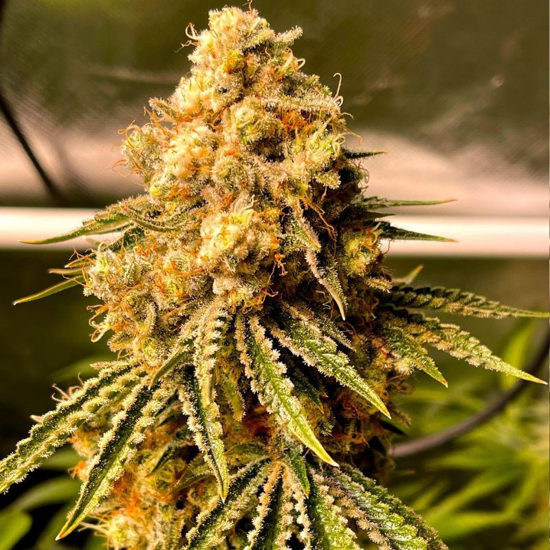 Mimosa Auto - autoflowering Cannabissamen, Hanfsorte