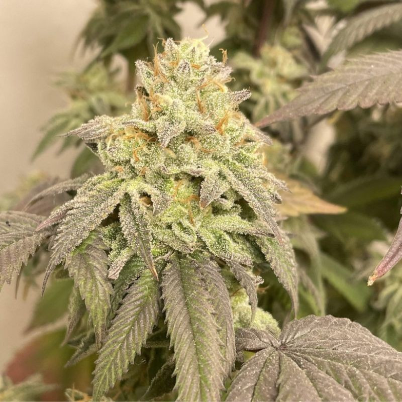 Power Plant Auto - autoflowering Cannabissamen, Hanfsorte