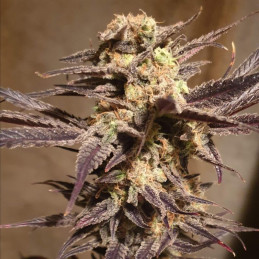 Orange Bud Auto - autoflowering Cannabissamen, Hanfsorte