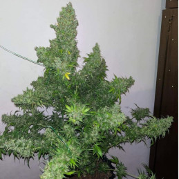 White Russian Auto - autoflowering Cannabissamen, Hanfsorte