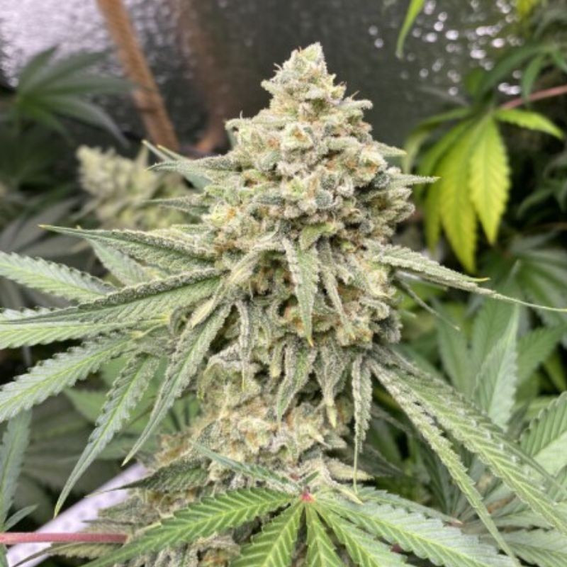 Zkittlez Auto - autoflowering Cannabissamen, Hanfsorte