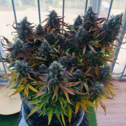 Blueberry Auto - autoflowering Cannabissamen, Hanfsorte