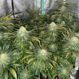 Big Bud Auto - autoflowering Cannabissamen, Hanfsorte