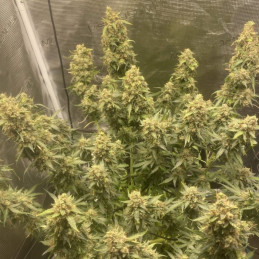 Amnesia Haze Auto - autoflowering Cannabissamen, Hanfsorte