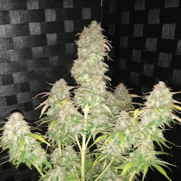 AK Auto - autoflowering Cannabissamen, Hanfsorte