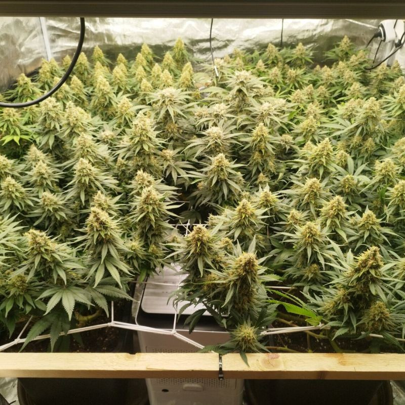 Zkittlez - Cannabissamen, Hanfsorte