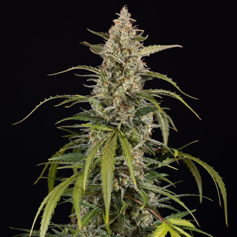 Exotic Haze - feminisierte Cannabissamen, Hanfsorte