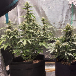 Special Haze - feminisierte Cannabissamen, Hanfsorte