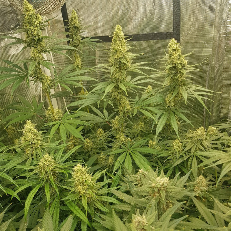 Sherbet - feminisierte Cannabissamen, Hanfsorte