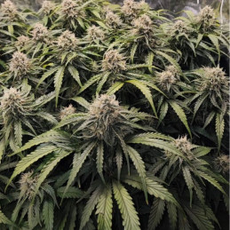 Runtz - feminisierte Cannabissamen, Hanfsorte