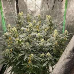 LSD - feminisierte Cannabissamen, Hanfsorte