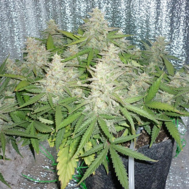 Power Plant - feminisierte Cannabissamen, Hanfsorte