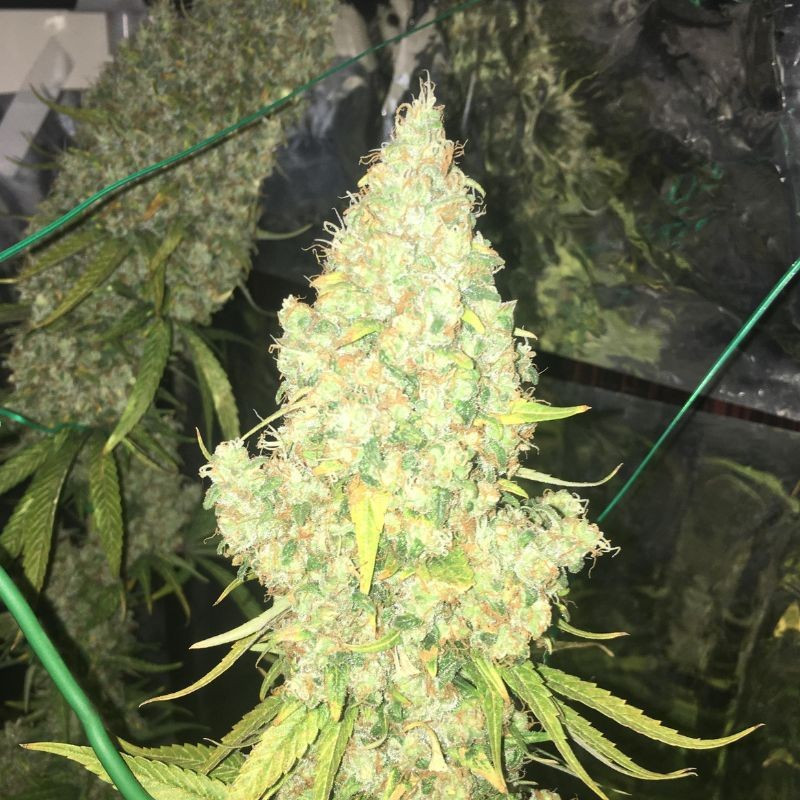 Moby Dick - feminisierte Cannabissamen, Hanfsorte