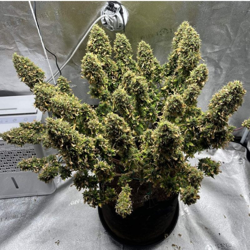 Mimosa - feminisierte Cannabissamen, Hanfsorte