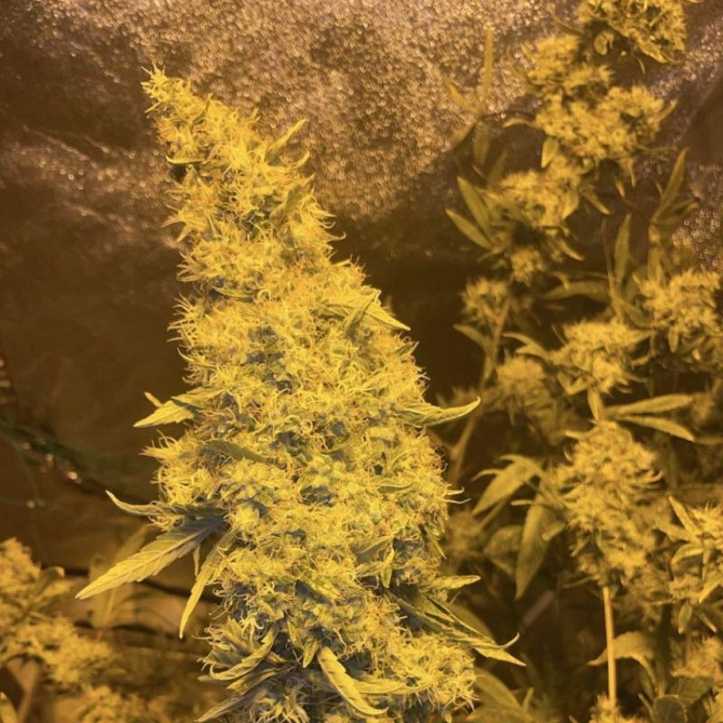 Kali Mist - feminisierte Cannabissamen, Hanfsorte