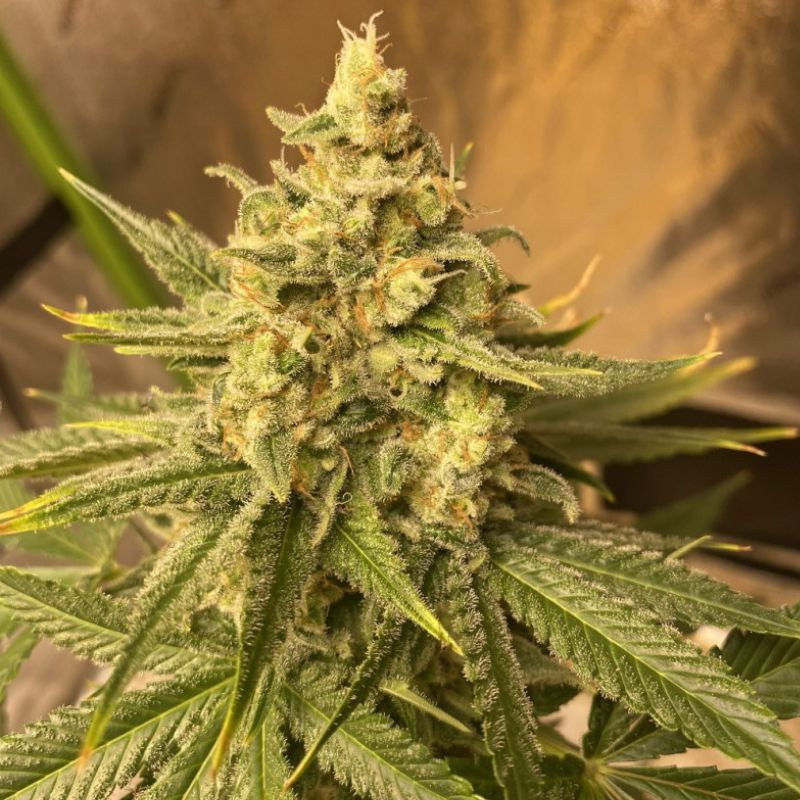 Chemdog - feminisierte Cannabissamen, Hanfsorte
