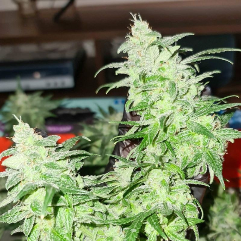 Gorilla Glue - feminisierte Cannabissamen, Hanfsorte