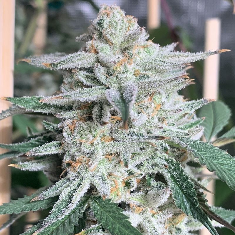 Girl Scout Cookies - feminisierte Cannabissamen, Hanfsorte