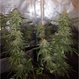 Special Mintz - feminisierte Cannabissamen, Hanfsorte