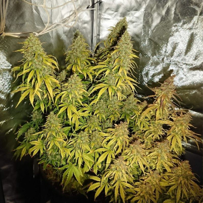 Durban Poison - feminisierte Cannabissamen, Hanfsorte