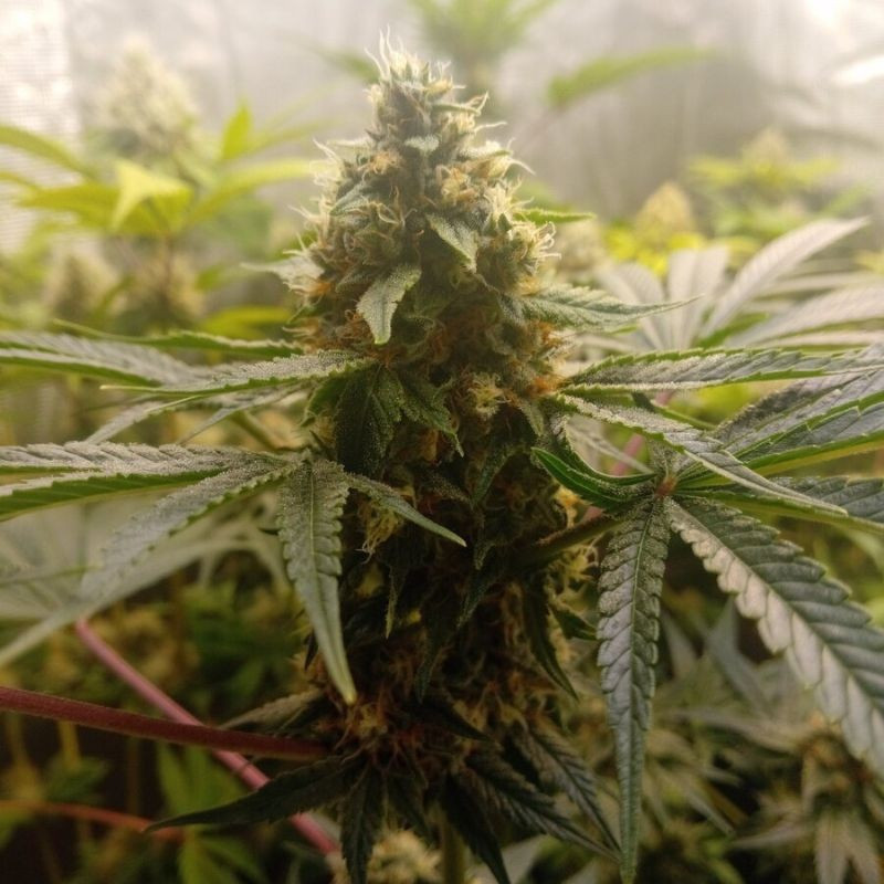 Critical Mass - feminisierte Cannabissamen, Hanfsorte