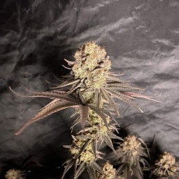 RoboCop - feminisierte Cannabissamen, Hanfsorte