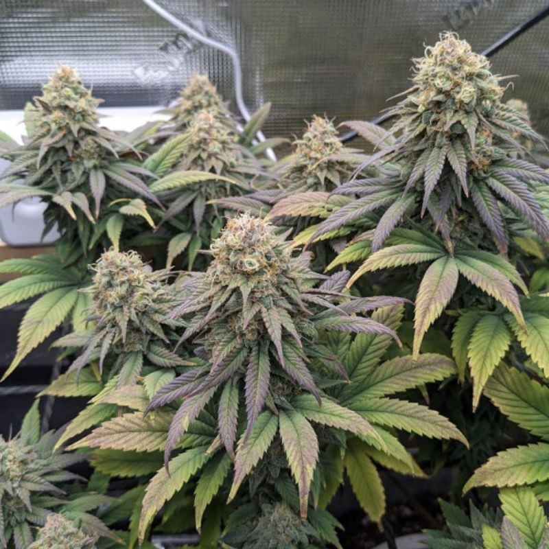 Cheese - feminisierte Cannabissamen, Hanfsorte