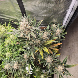 Banana Flower - feminisierte Cannabissamen, Hanfsorte