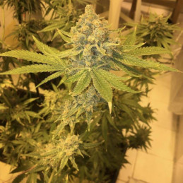 AK 47 - feminisierte Cannabissamen, Hanfsorte