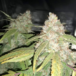 Afghan Kush - feminisierte Cannabissamen, Hanfsorte