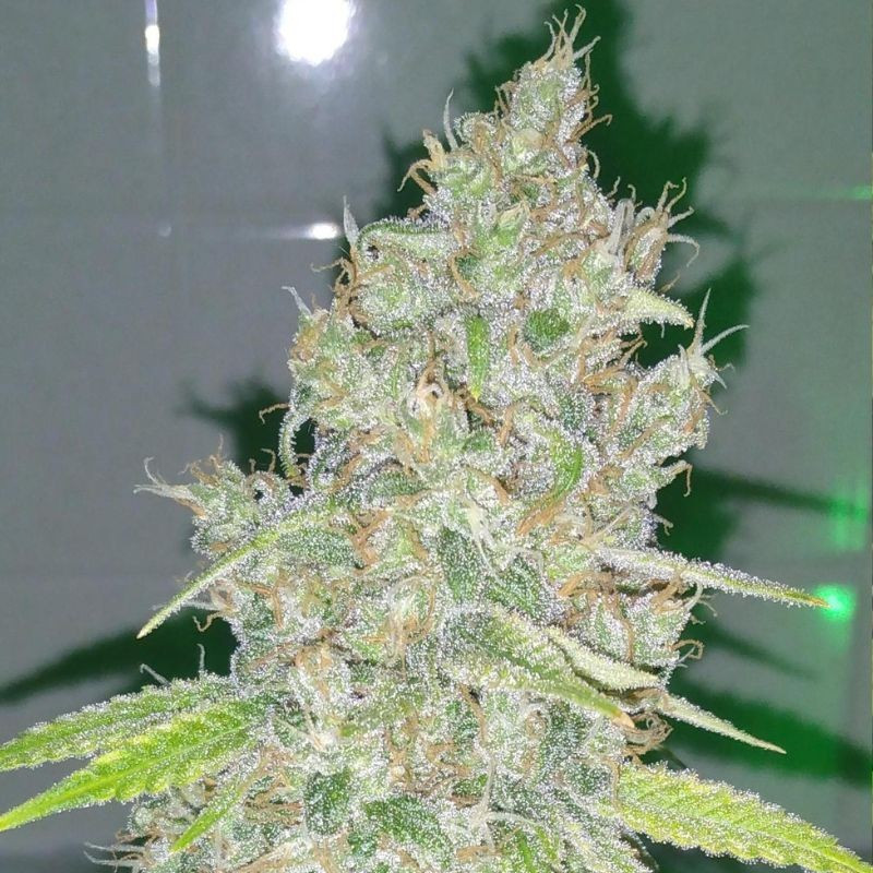 Amnesia Haze - feminisierte Cannabissamen, Hanfsorte