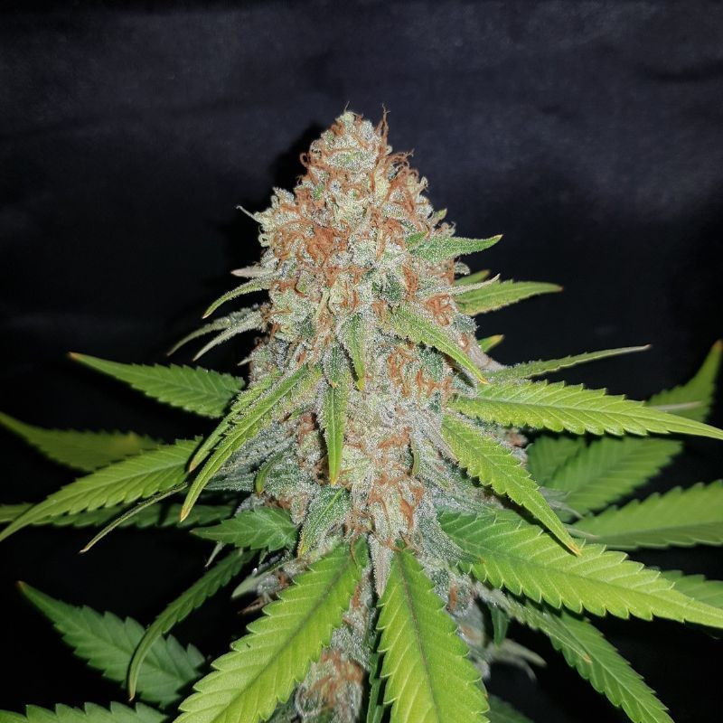 White Widow - feminisierte Cannabissamen, Hanfsorte