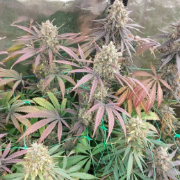 feminisierte Cannabissamen Mimosa x Orange Punch Cannabissorte