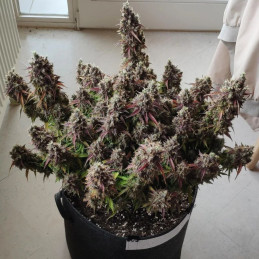 Royal Gorilla Automatic