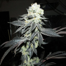 Big Jack Widow Auto