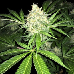 Amnesia Lemon Fast Version