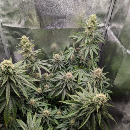 Royal Cheese Automatic