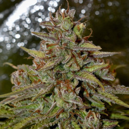 Speedy Chile Fast Version