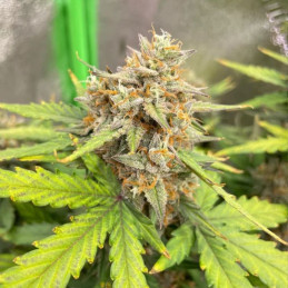 Auto Cheese Berry