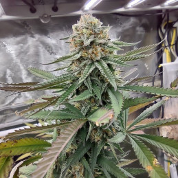 Critical Poison Fast Version