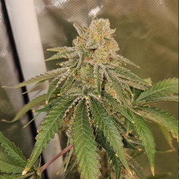 Original Auto Sour Diesel